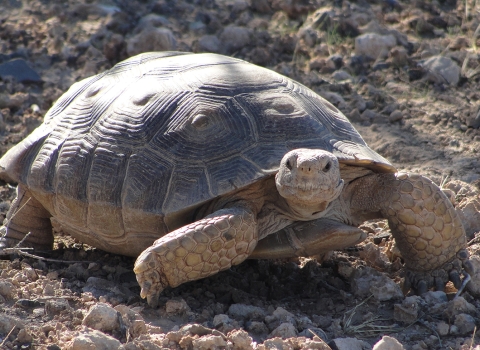 Desert Tortoise walking in the desert