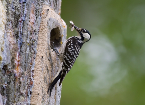 A red-cockaded woodpecker perches on a tree cavity eating an insect.