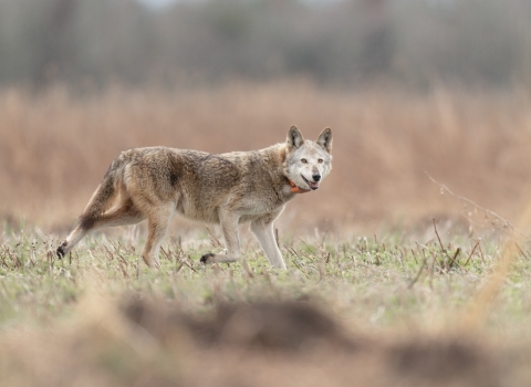 older female red wolf crossing a field