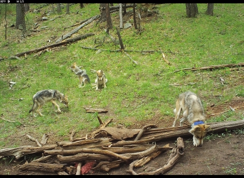 A family of Mexican wolves photographed in the wild via trail cam