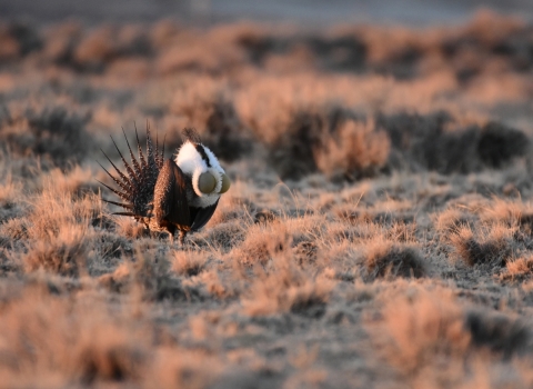 Male greater sage-grouse on a lek. USFWS Photo: Tom Koerner