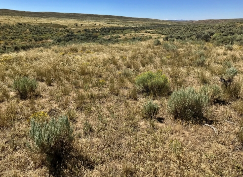 field of sagebrush on a clear, blue sky day