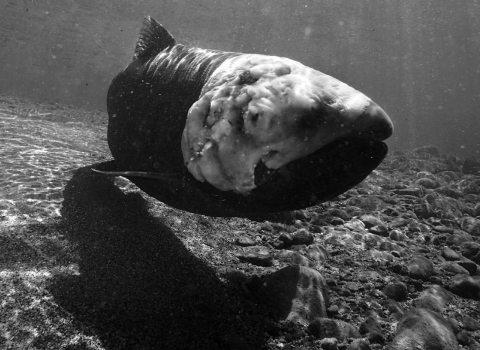 a salmon suspended in clear water with a moldy head