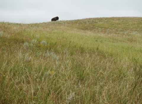 A lone bison stands atop a grassy hilltop