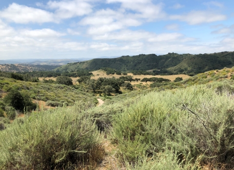 Landscape view of mountains covered in pine trees and below blue skies