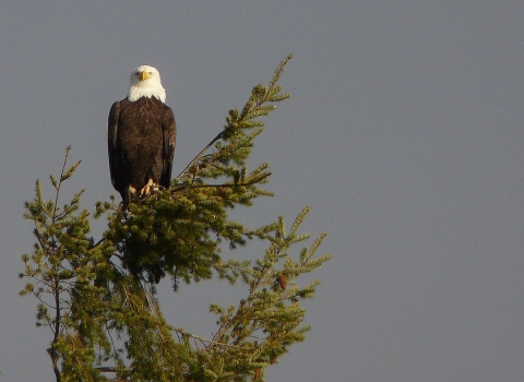 An adult bald eagle sits atop a conifer tree with a flat gray sky behind.