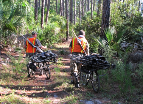 Hunters walking a trail with their gear on bicycles at Wassaw NWR