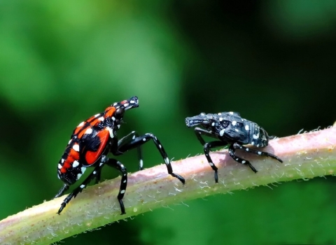 a red-spotted and a black-spotted bug sit on a plant stem