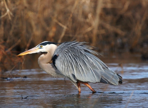 Great Blue Heron wading in the water knee deep and showing it's brilliant blue grey feather colors.