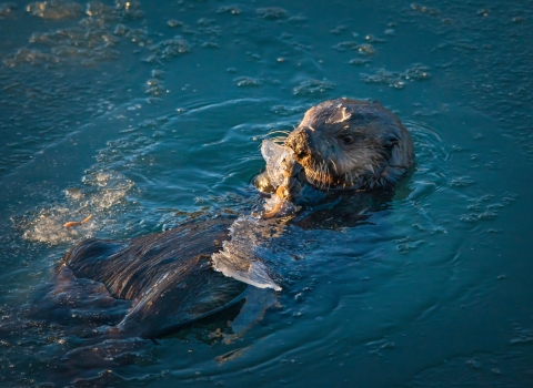 a sea otter holding a piece of ice