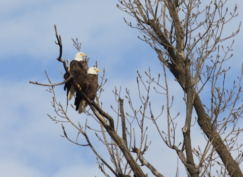 Eagles on Eagle Tour at Reelfoot NWR