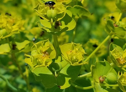 Leafy Spurge flea beetle on the invasive leafy spurge