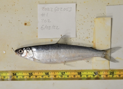 fish laid near measuring tape