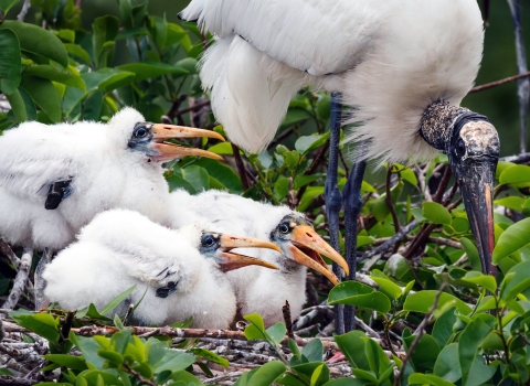 A parent wood stork, on the right, cares for three young nestlings, two to three weeks old.