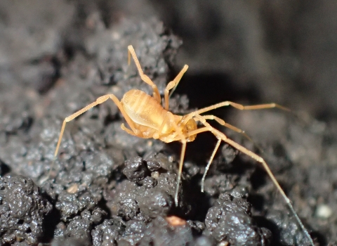 bone cave harvestman