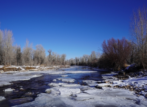 frozen chunks of ice floating on a river flowing between trees