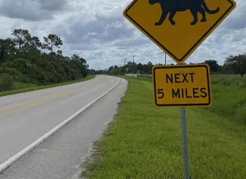 A panther crossing on a rural road.