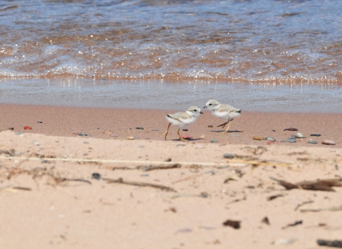 2 plover chicks on beach on wet sand in front of wave