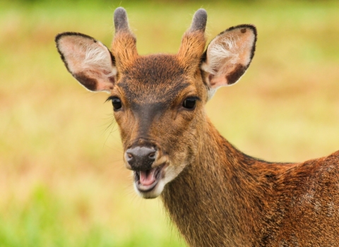 Head and upper shoulder photo of a sika deer with 3 to 4 inches of newly budding antler growth, looking toward camera with mouth open, probably chewing food.