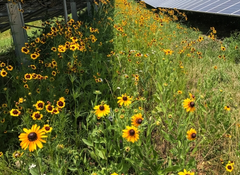 Field with flowers growing amidst solar panels