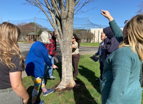 A group of people gathered around a tree observing lichen