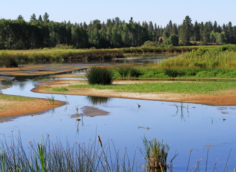 A wetland meanders between trees and grasses. Birds can be seen wading in the water.