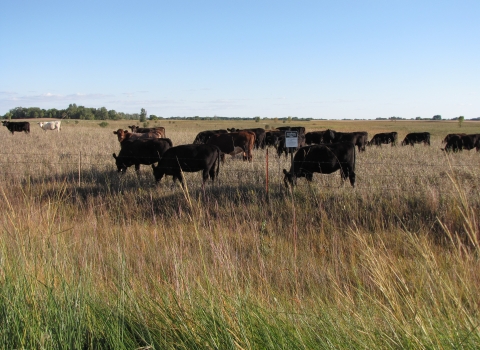 cattle grazing on a waterfowl production area