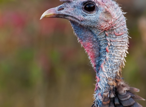 Image of turkey head