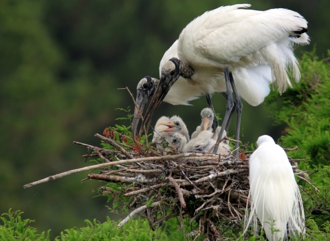 Wood stork with chicks on nest