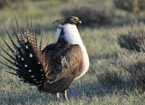 An image of a brown bird with a white chest and neck standing in low grassland and sage habitat. 