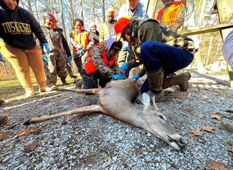 Tuskegee students in hunter orange and camouflage look on as Bill Freemen shows them how to process a deer. 