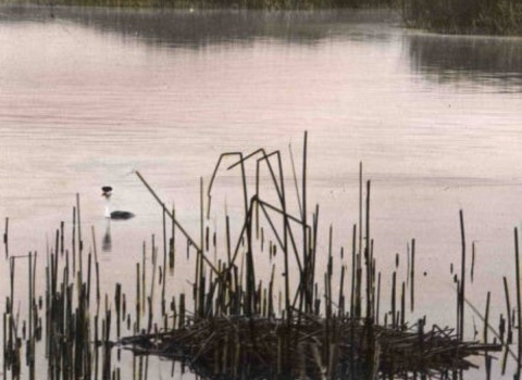 hand painted glass slide of wetland with plants, bird