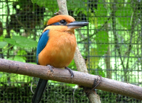 A sihek stand on a branch in a cage. It is cinnamon orange with metallic blue wings and tail. It's beak is large and black and it has a metallic blue stripe retreating from its eye like mascara.