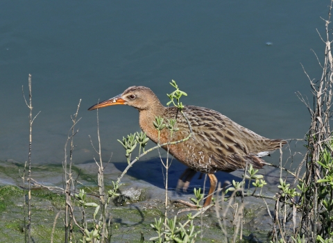 Yuma Ridgway's rail standing in water