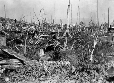 Field of dead trees and downed logs and branches