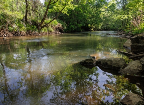 A stream with plants and trees on the edges