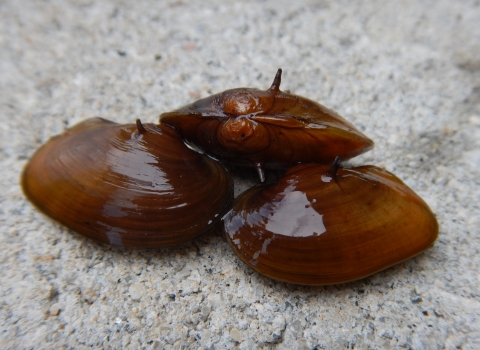 3 small mussels