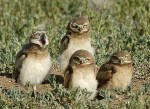 Four small owls sit among shrubs on the ground and look at the camera