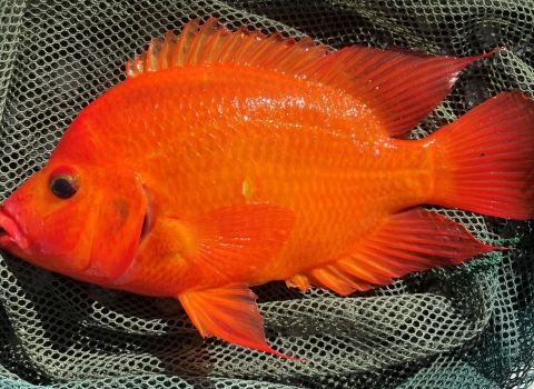 Aquatic Invasive Species, Midas Cichlid (Amphilophus citrinellus)