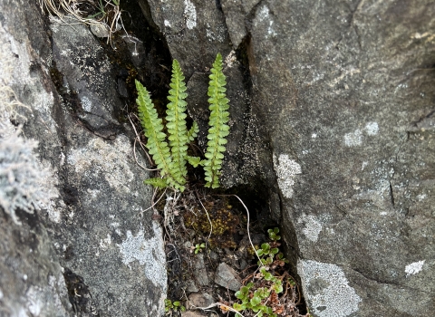 Aleutian shield fern grows out of the rocks. 