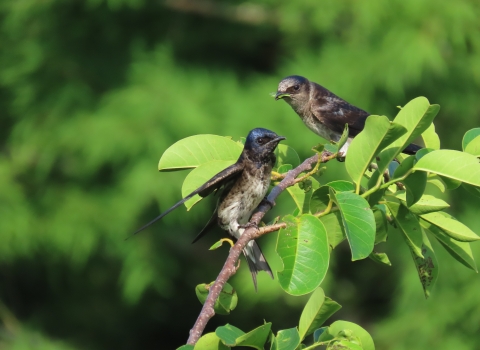 Two birds sit on a branch