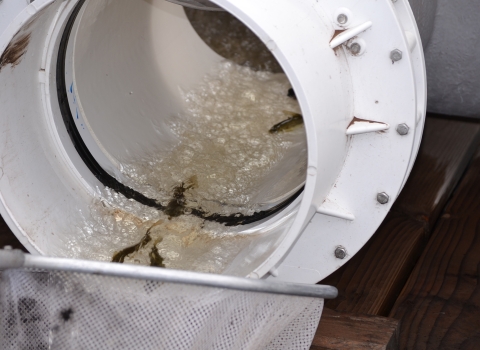 A round container with small fish flowing through it into a small net