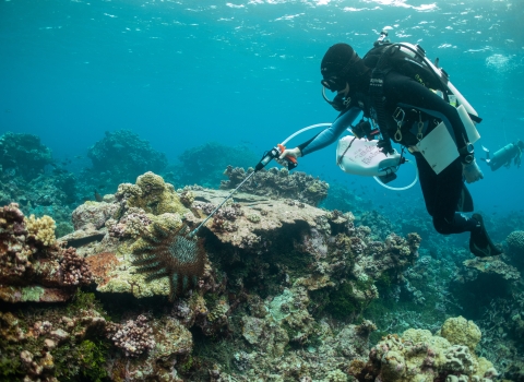 Scuba diver holds bag and long tool for coral reef treatment