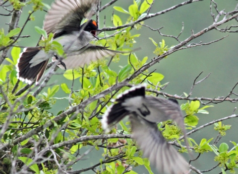 Eastern kingbirds in flight