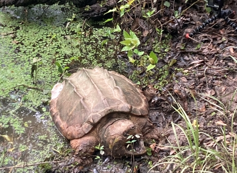 Alligator snapping turtle