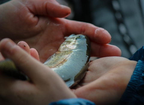 hands holding a shiny wet fish