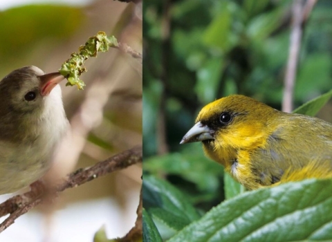 On the right ‘akeke’e standing on branch. On the left ‘akikiki feeding on flower nectar.