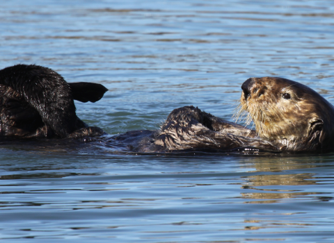 By rubbing their flippers and forepaws simultaneously, sea otters increase the efficiency of a grooming session. 