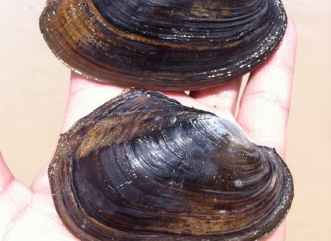 Salina mucket mussel