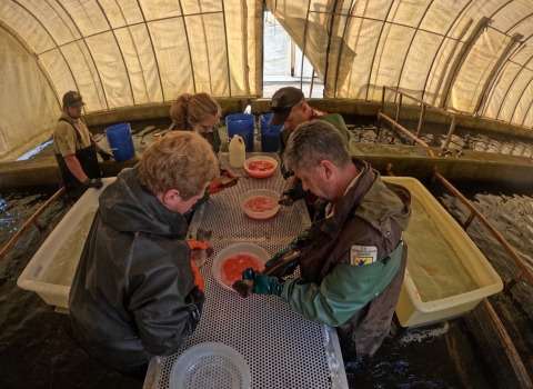 Staff and volunteers spawning rainbow trout at Erwin National Fish Hatchery.